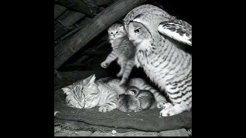 The Owl That Found a New Family | Emotional Cinematic Scene