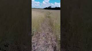 Northern Namibia, savannah untouched land
