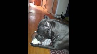 Blue Pit Bull Gypsy Playing W201311030718541