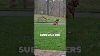 Quick We Need Your Help! 🐾✨️🧡