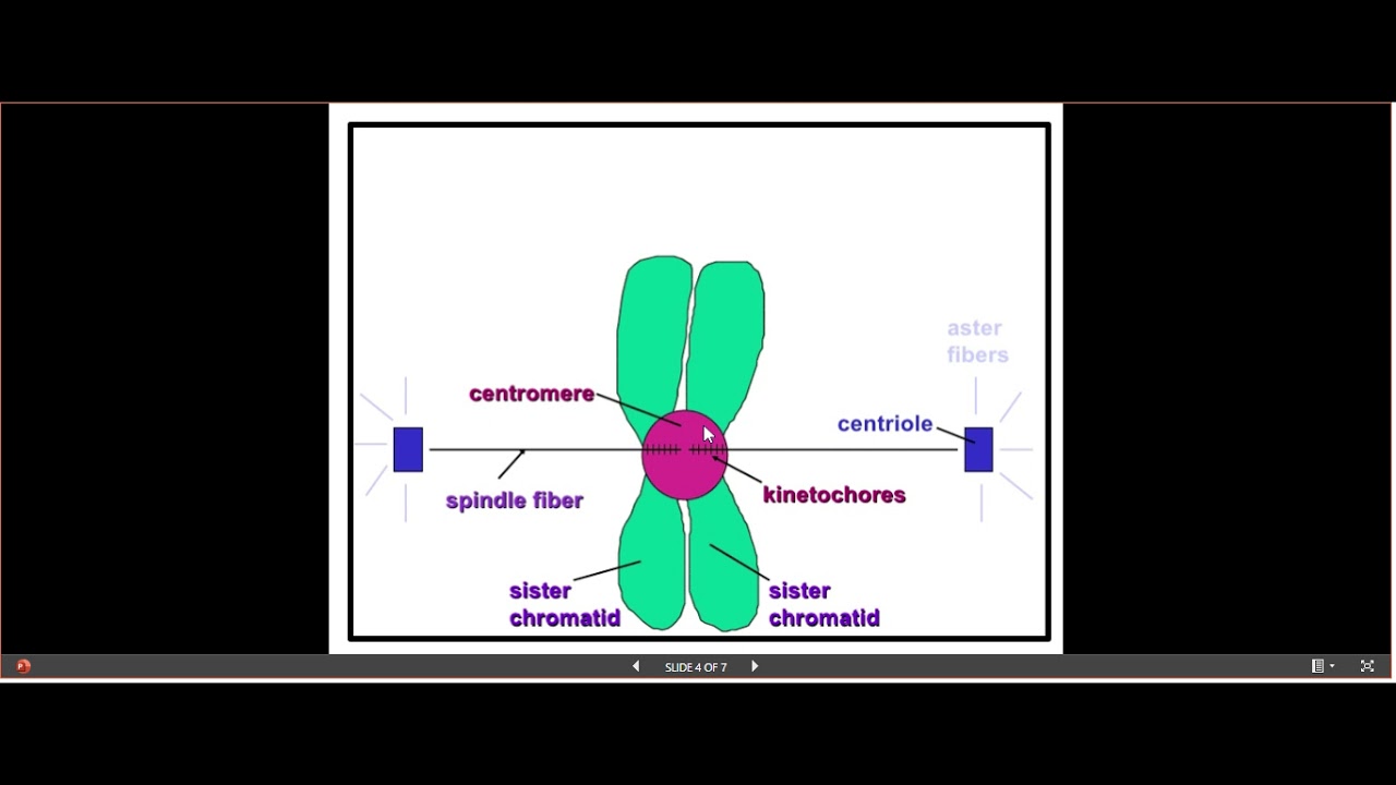 What Are Spindle Fibers Connected To