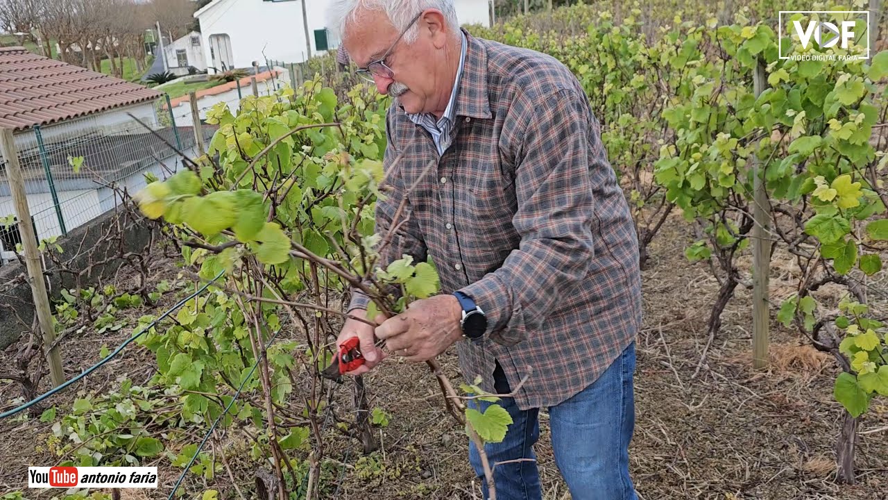 Vamos podar a vinha do Luís Bulcão 2024 Ilha Faial Açores