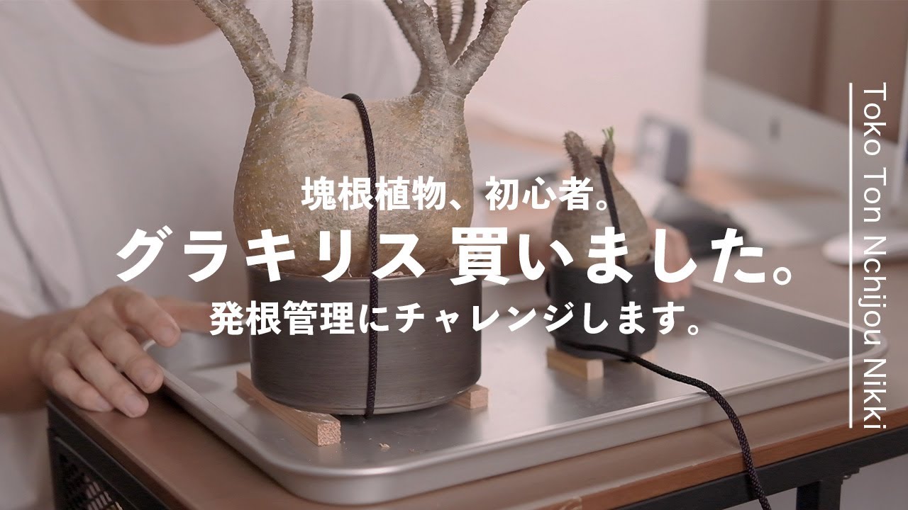 BOTANICAL｜水苔でグラキリス の発根管理に挑戦します。【植物の記録】