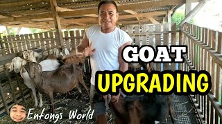 UPGRADING NG KAMBING? (F1, F2, F3, F4) PAANO? Ating alamin dito sa Roger Austria Farm | Goat Farming