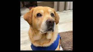 Leo ki moj aa gyi #shortsvideo 