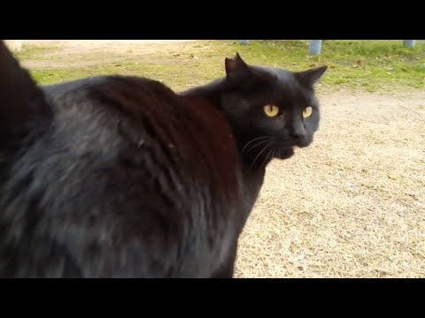 最近野良猫がお尻をこっちに向けてくる事が多い、もしかしてこれは匂いをかげということなのか?