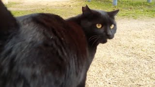 最近野良猫がお尻をこっちに向けてくる事が多い、もしかしてこれは匂いをかげということなのか?