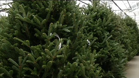 More green for evergreen