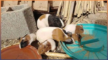 Guinea Pigs Having Breakfast and Dinner - Here