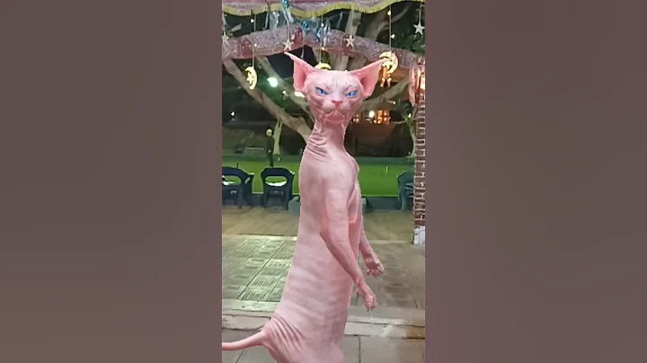 Watch the video about Cute cat #lol #funny #sphynx #explore #enjoy #nice