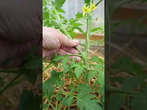 Video: Tomato Plant Rash – Bin ich allergisch gegen Tomatenpflanzen?