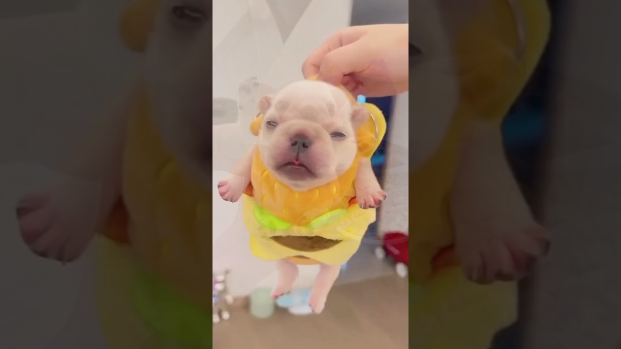 uhh where’s pibble