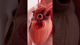 How Human Heart Valves Work #viralshortsvideos #hearthealth #anatomy