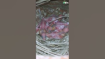 java bird baby😍🔥😳 https://youtu.be/WpBxmbYOmuw #shorts