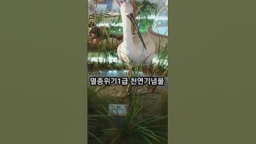#shorts 멸종위기 1급 천연기념물 