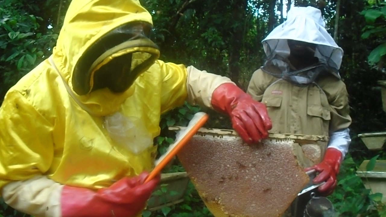 RECOLTE DE MIEL A OVENG - PART 2