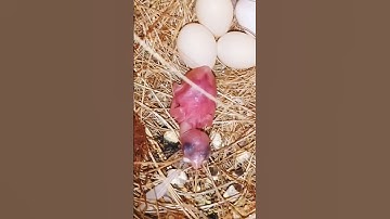 white java chick alhamdulillah #birds #java #chick #baby #newborn #viral #shorts #reels #hatching