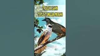 Trucuk isian TEPUS TUNGGIR MERAH Gacor #trucukangacor #tepus #tepustunggirmerah   #trucukangacor
