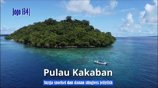Jago 134| Indahnya Kakaban dan Stingless Jellyfish