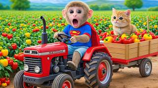 Monkey BiBi Drives a JCB Tractor to Harvest Papayas and Confronts a Fierce Crocodile on the Farm!