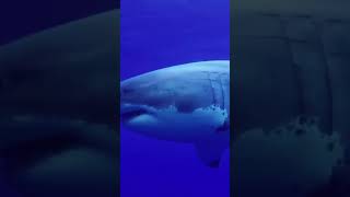 Download Lagu Huge Greate White Shark in Deep Blue Water #shorts #sharks #shark #greatwhite #whiteshark MP3
