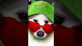 Hi Bestie ❤ #dogshorts #funny #puppy #tiktok #cute #dog #dogsofinstagram ib:lukefranchina