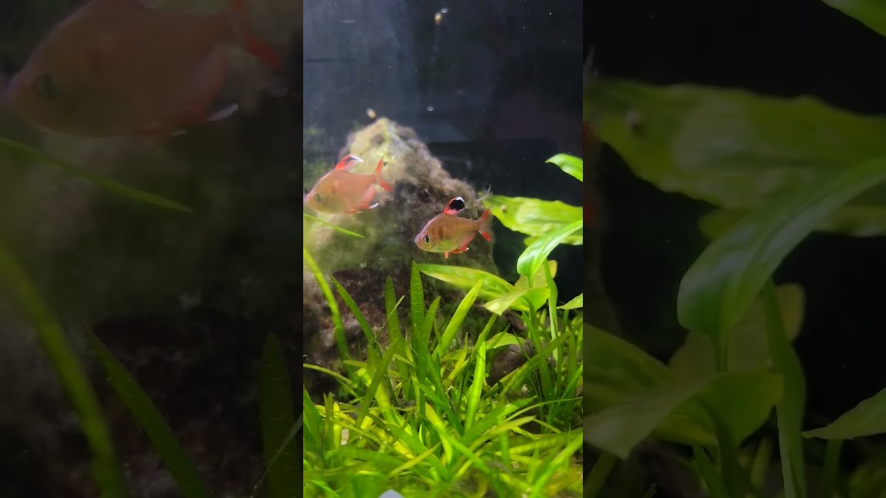 Candy Cane Tetras