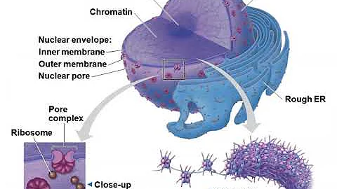 Chapter 6 A Tour of the Cell