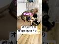 お姉ちゃん大好き 愛情表現がすごい狼犬 犬 大型犬 かわいい犬 犬のいる暮らし 癒し お姉ちゃん大好き 愛情表現がすごい狼犬 犬 大型犬 かわいい犬 犬のいる暮らし 癒し