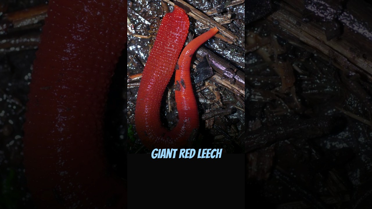 The Kinabalu red leech | The world's largest leech? 