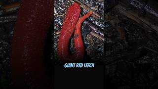 The Kinabalu Red Leech  The Worlds Largest Leech natureexploration wildlifedocumentary