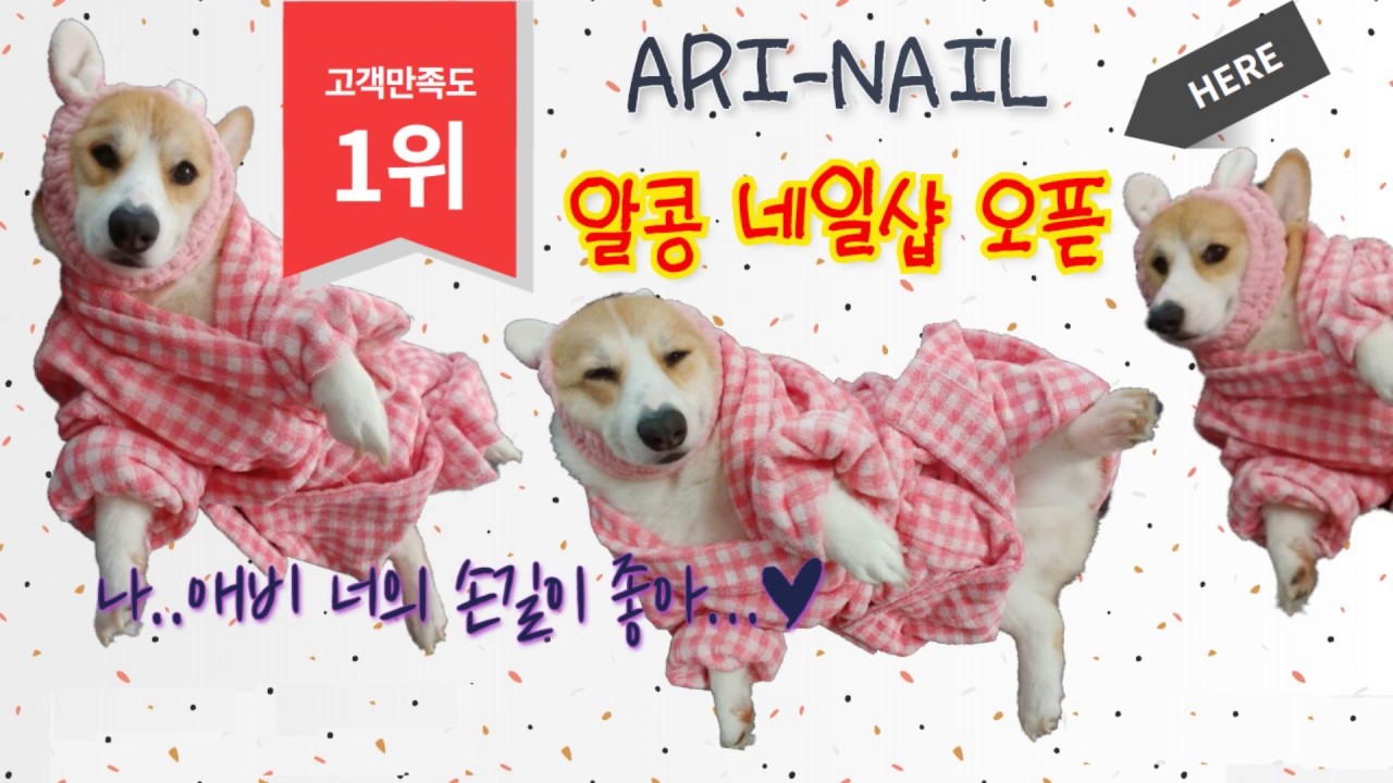 EP11. 웰시코기 알콩 | 네일샵 다니는 강아지 | 관리받는 강아지 | 웰시코기 | welsh corgi | Dog nail shop - YouTube
