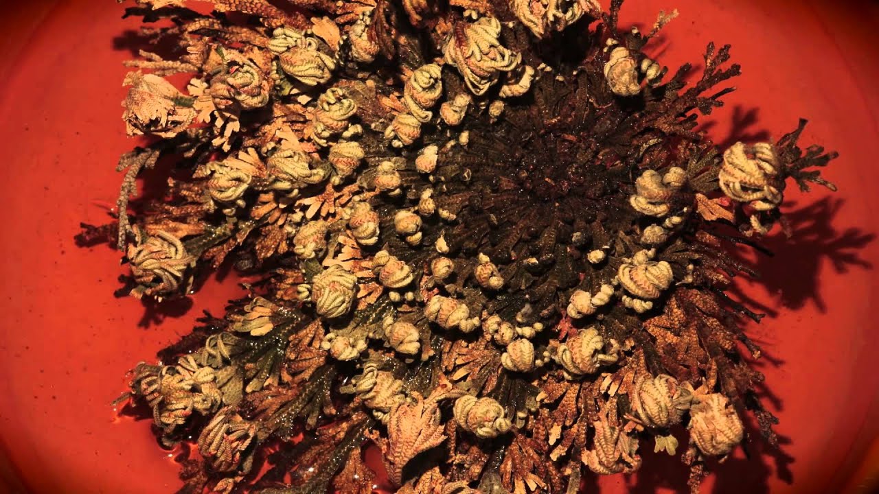 Selaginella Lepidophylla Wikipedia