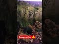 best planted aquarium fishtank freshwater #fishtank #fishing #aquarium