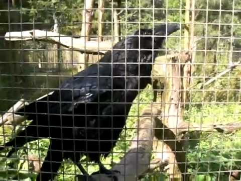Terry The Talking Raven in Crawley