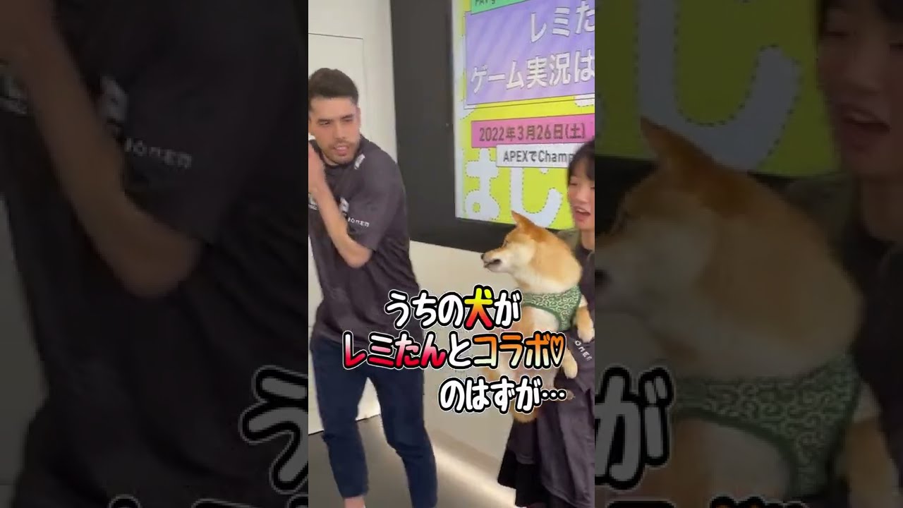 大物TikTokerレミたんにうちの犬が威嚇…www#shorts