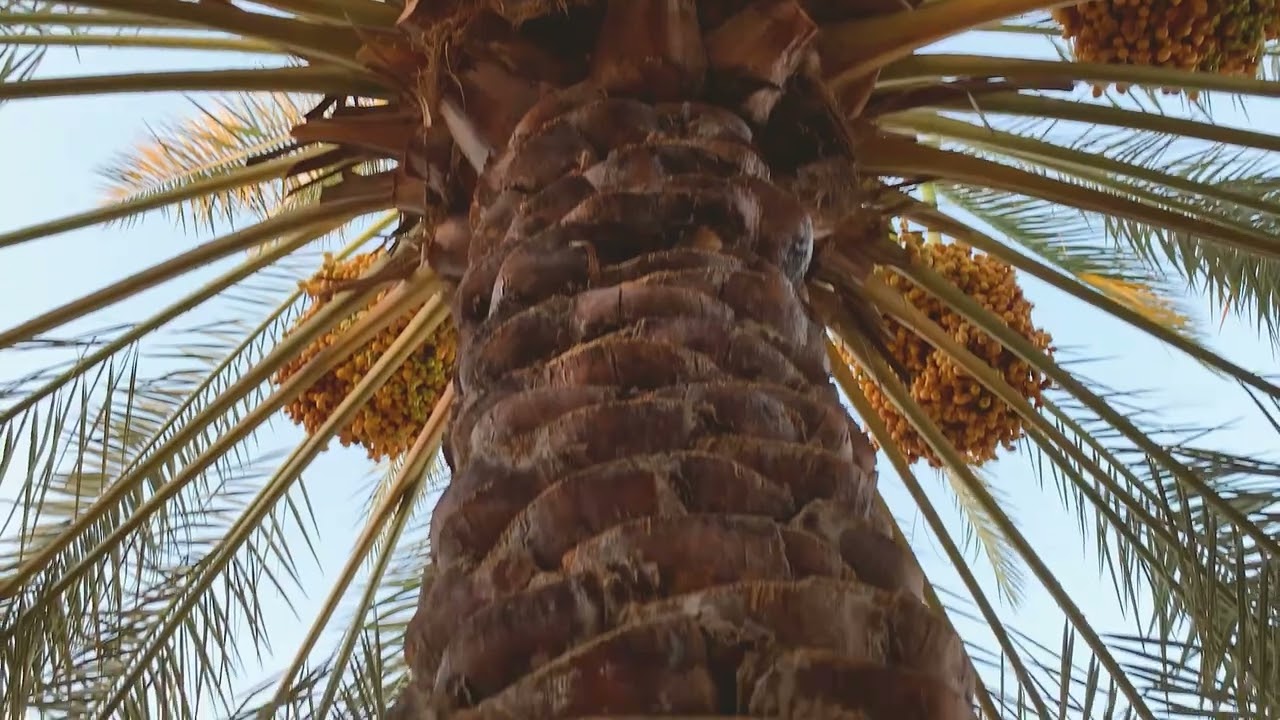 مزرعة للبيع غرب رياض الخبراء القصيم  ٠٥٠٥٢٧٤٩٤٦ ابوعمر ر