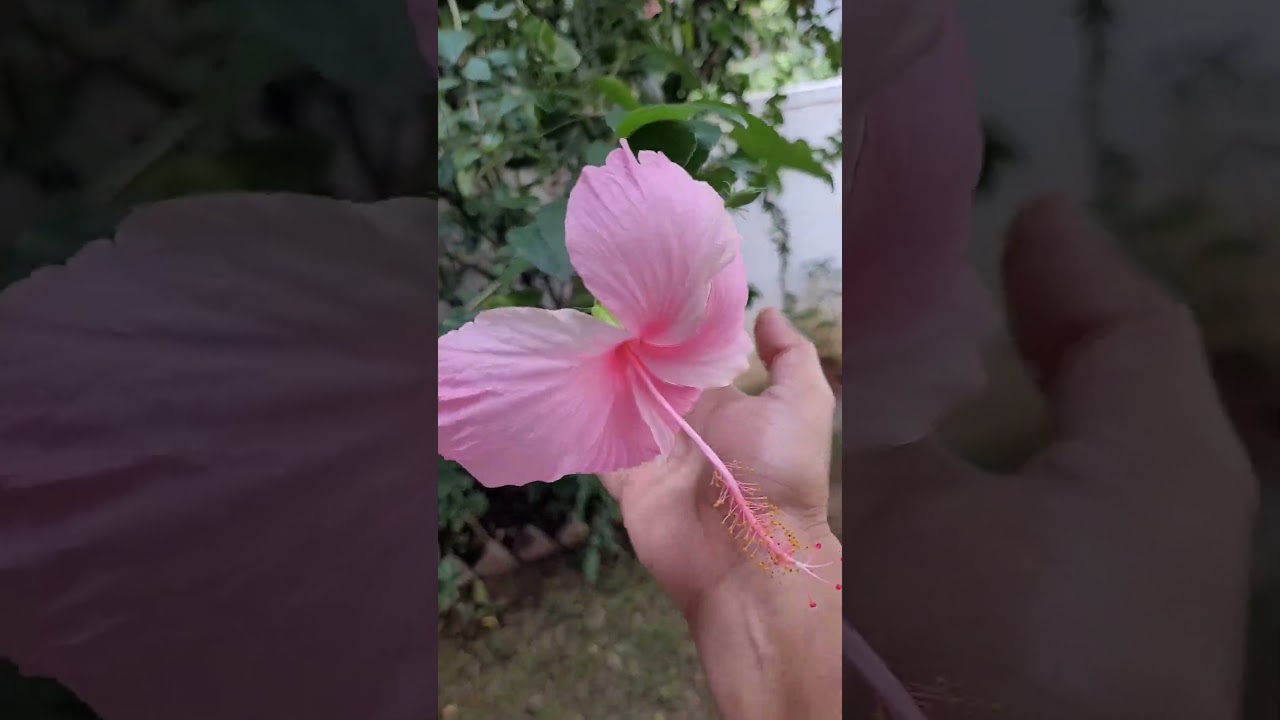 Pink coloured Hibiscus flower | Used to make traditional medicine Tea 
