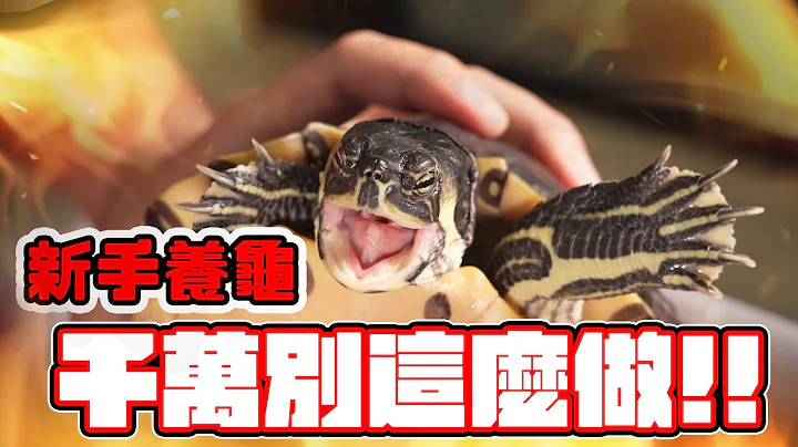 养龟禁忌，应该注意的6件事🐢Turtle Care : Avoid These MISTAKES - 天天要闻