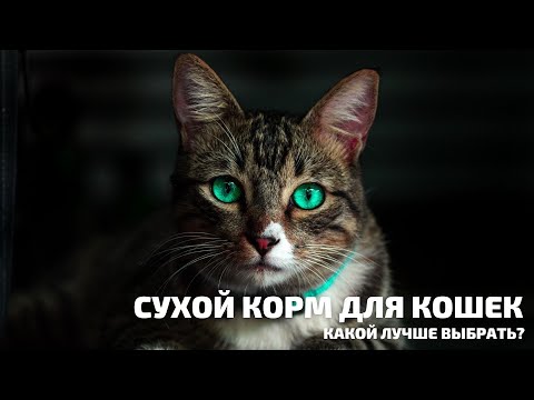 СУХОЙ КОРМ ДЛЯ КОШЕК. КАКОЙ ЛУЧШЕ ВЫБРАТЬ?