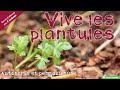 Vive les plantules ! Autonomie et permaculture avec David