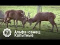 Альфа – самец. Копытные | Т24