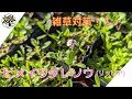 雑草対策！！ヒメイワダレソウ（リッピア）植えてみた。