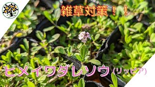 雑草対策！！ヒメイワダレソウ（リッピア）植えてみた。