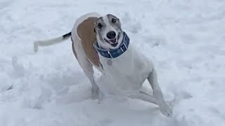 Adopted greyhound runs in snow for first time and goes crazy.