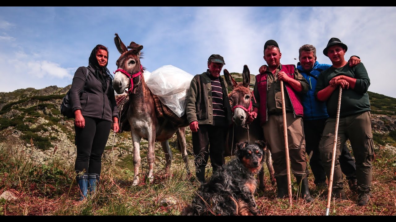 Ciobanie in Muntii Parang Zanoaga Sliveiului cu Ghita Grecea ,Onu Cic,  doamna Ileana si Gabi!