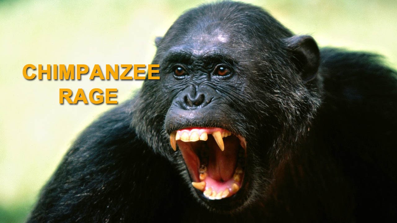 CHIMPANZEE RAGE ATTACK 🐵🙈 