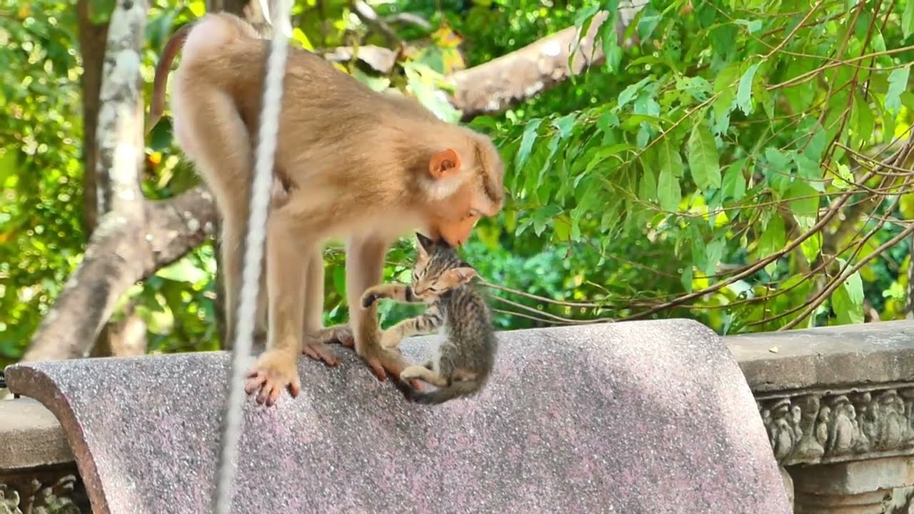 Again and again!! Poor kitten...!!! A kitten is climbed a tree by Liba monkey