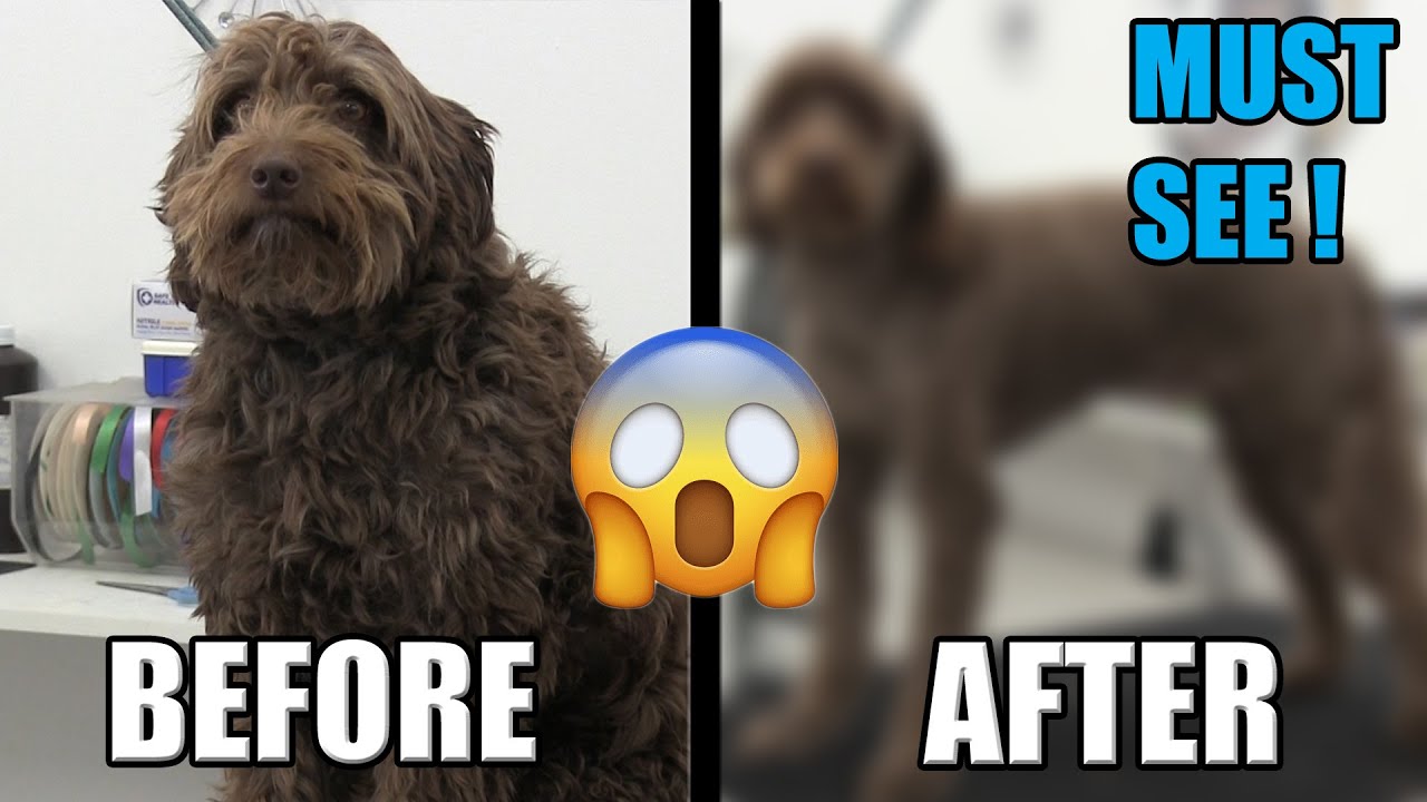 Three Stages Of Matted Dog Hair MUST WATCH Pet Grooming ! YouTube