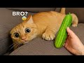 You Laugh You Lose 😂😍 Best Funny Cats and Dogs Videos 😻🐶 Part 2